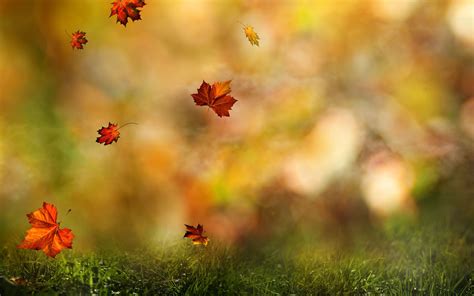 Autumn Leaf Falling Down Wallpapers - Wallpaper Cave