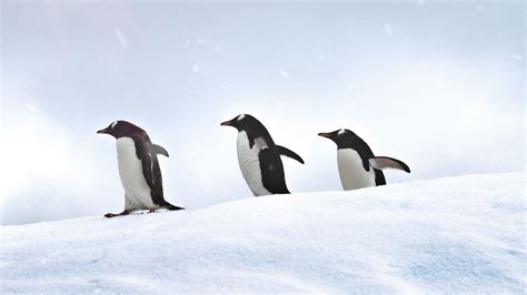 Wallpaper penguins birds walk snow | Penguin bird, Penguins, Birds