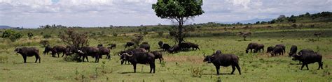 Arusha National Park - Wikitravel