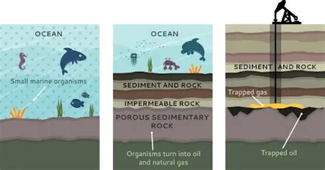 What is crude oil? -Crude Oil Formation - maritmeculture