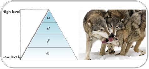 Grey Wolf Optimization Algorithm In MATLAB