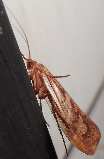 Caddisfly Identification - BugGuide.Net