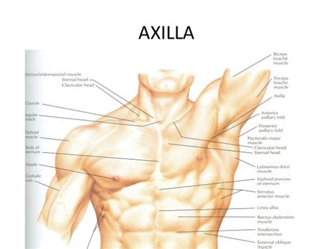 The axilla