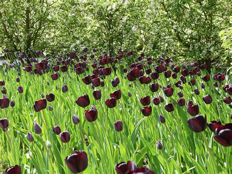 Black Tulips Photograph by Robert Shard