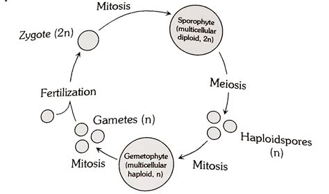 Pteridophytes Life Cycle