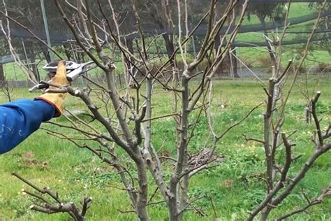 Quiet Corner:Pear Tree Pruning - Quiet Corner