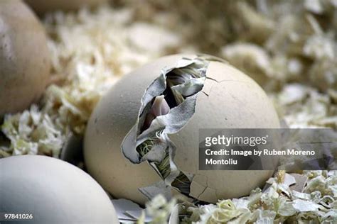 Bird Hatch Photos and Premium High Res Pictures - Getty Images