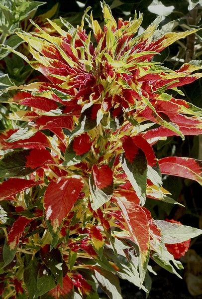 Amaranthus tricolor (Amarante Douteuse, Calaloo, Callaloo, Chinese ...