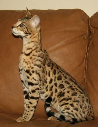 F2 Savannah Cat Price & Pictures | F2 Serval Queen | Savannah Cat Breed