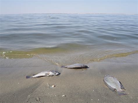 Iraq: Fishermen fear shrinking Lake Razzaza spells end to their livelihoods | Middle East Eye