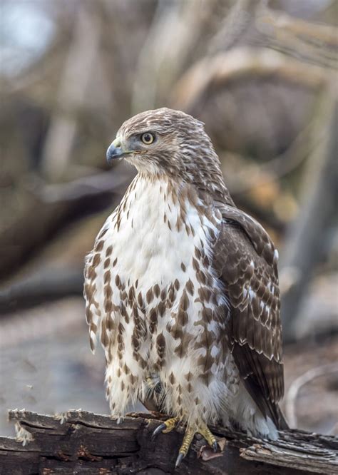 Hawks In Nevada: Look Out For All 9 Of These Species