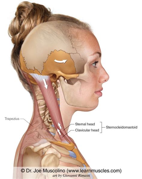 Sternocleidomastoid ("SCM") - Learn Muscles