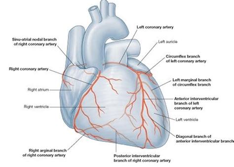 The blood vessels in the heart - Cardiovascular System