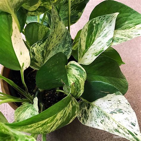 Variegated Pothos Plant - Pothos Plant