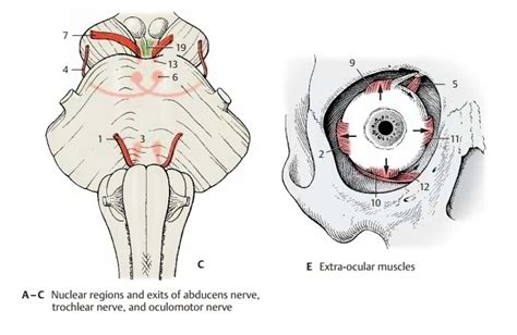 Abducens Nerve - Eye Muscle Nerves