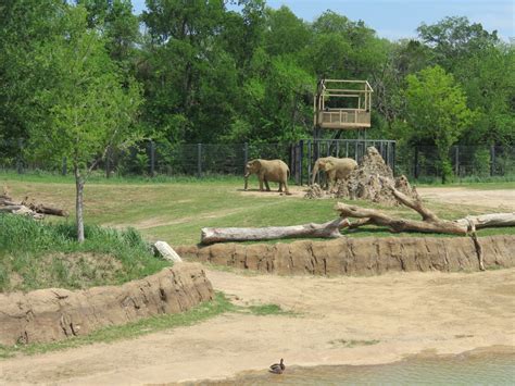 Giants of the Savanna - South Habitat (African Elephant) - ZooChat