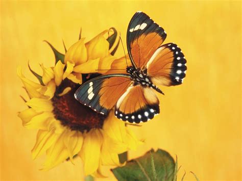 Yellow Butterfly Wallpapers - Top Free Yellow Butterfly Backgrounds ...