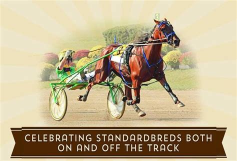 Standardbreds | Harness racing, Horses, Breeds