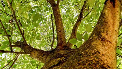 How to Plant, Grow, & Care for Walnut Tree (Complete Guide)