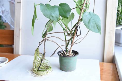 Monstera Roots: Different Types And Info On Aerial Roots