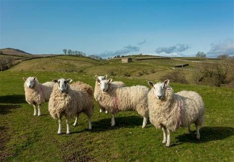 Cheviot Sheep: What to Know About this Sheep Breed for Wool