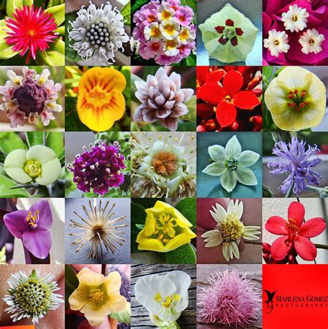 Pin by Peter Braeside on Kettle | Types of flowers, Different types of flowers, Most popular flowers