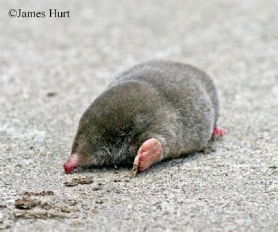 Eastern Mole | Tennessee Wildlife Resources Agency