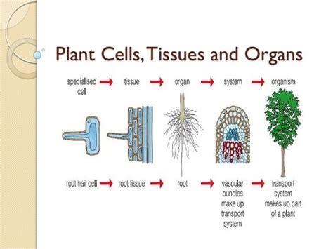 05 plant cells, tissues and organs