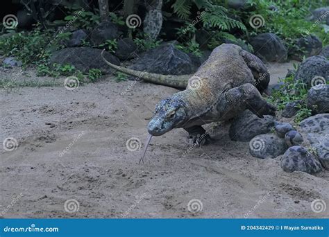 A Komodo Dragon is Showing Aggressive Behavior. Stock Image - Image of ...