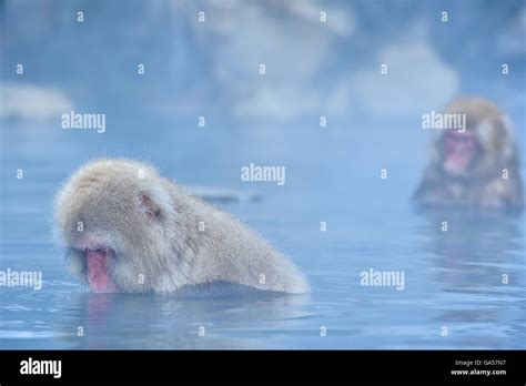 Snow Monkeys in Nagano, Japan Stock Photo - Alamy