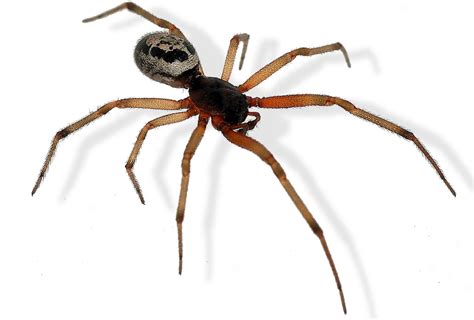 False Widow Facts – The False Widow Spider