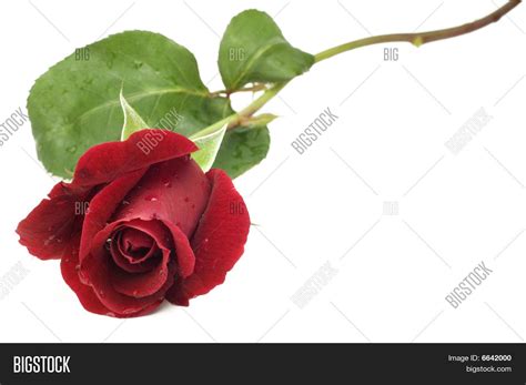 Red Long Stem Rose Image & Photo (Free Trial) | Bigstock