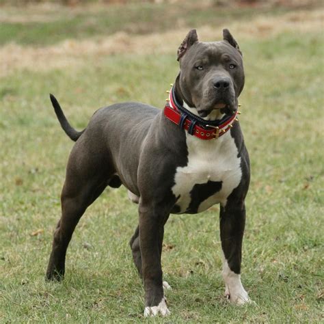 88+ Where Did The American Pitbull Terrier Come From - l2sanpiero