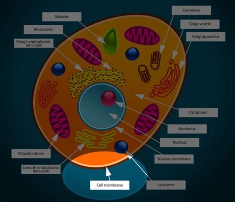 Animal Cell Membrane - Interactive DiagramkidCourses.com