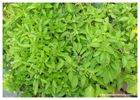 The Basil Herb Is A Culinary Delight To Grow In Your Garden or Indoors