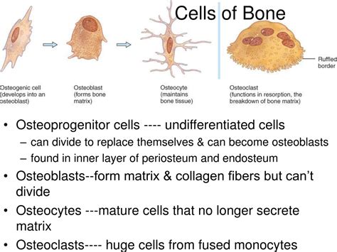 Bone Cell Diagram Labeled