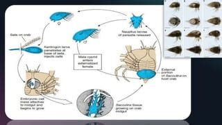 Sacculina carcini -green crab- Host- Parasite Relationship | PPT