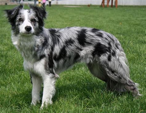 Berzel: Blue Merle Pyrenean Shepherd; male (Kili) | Border collie ...