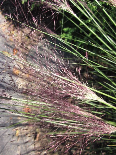 Grasses vs. Sedges | Master Gardeners of Northern Virginia