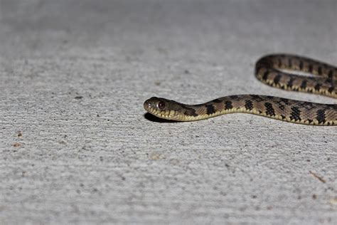 JaredDavidsonPhotography: Juvenile Diamondback Water Snake photographs