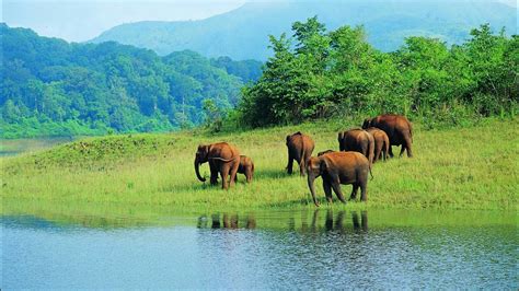 Periyar National park(Thekkady) - YouTube