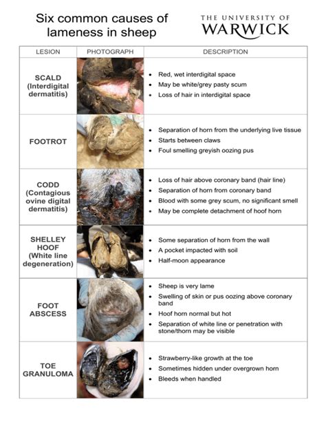 Six common causes of lameness in sheep SCALD