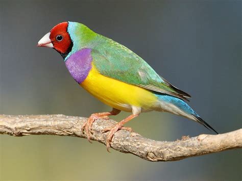 Meet The Rainbow Finch - The Brilliantly Multicoloured Bird (10 Pics).