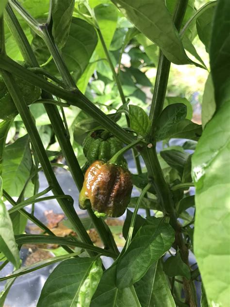 Chocolate scorpion starting to ripen! : r/HotPeppers