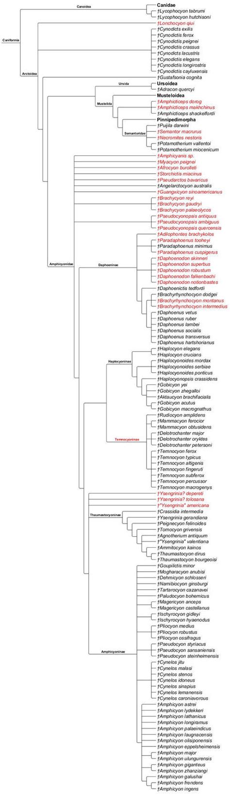 Caniformia Cladogram by PaleoNerd1905 on DeviantArt