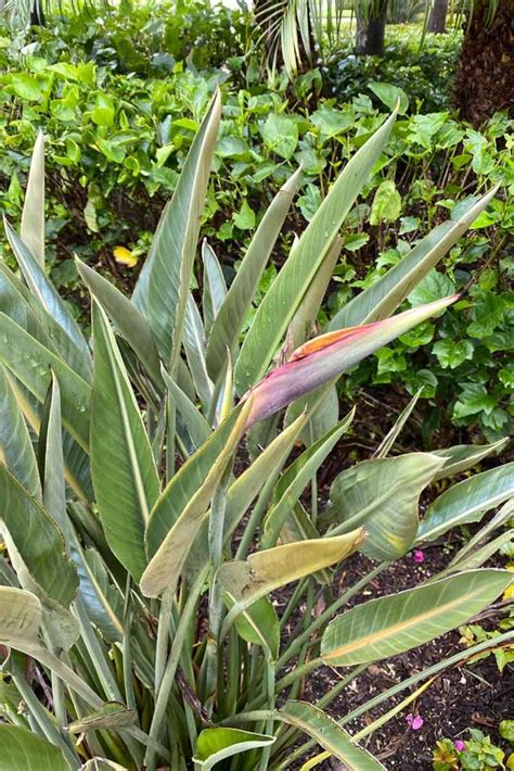 How to Grow and Care for Bird of Paradise Plants (Strelitzia)