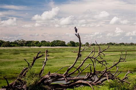 Botswana Landscapes Stock Photo - Download Image Now - iStock