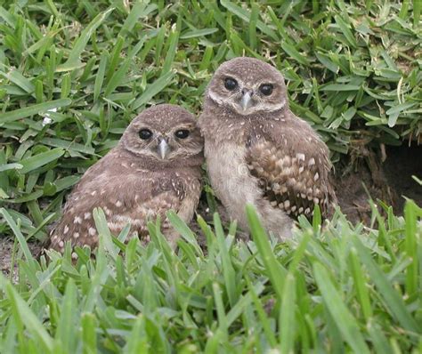 Burrowing owl Babys stock photo. Image of wildlife, babies - 152330