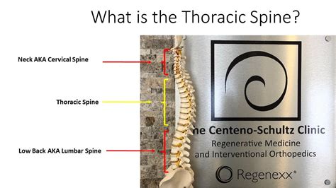 Thoracic Spine Anatomy - Exploring Parts And Functions