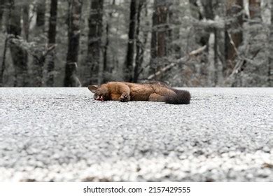 Roadkill Possum New Zealand Stock Photo 2157429555 | Shutterstock